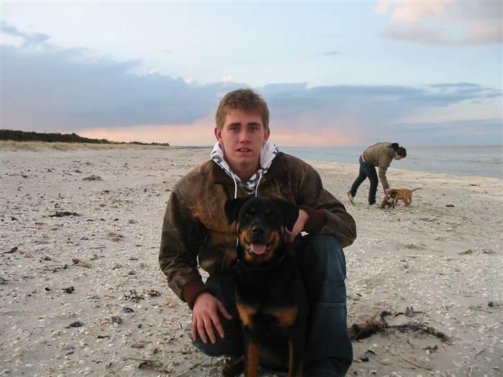 Rottweiler Kiki billede 20