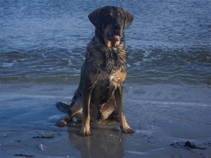 Blanding af racer Kenzo billede 8