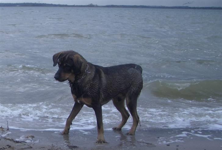 Blanding af racer Kenzo billede 9