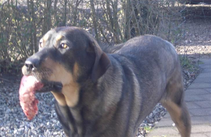 Blanding af racer Kenzo billede 10