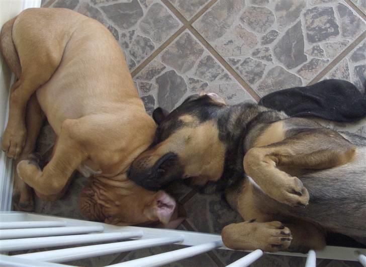 Blanding af racer Kenzo billede 11