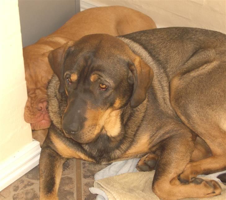 Blanding af racer Kenzo billede 12