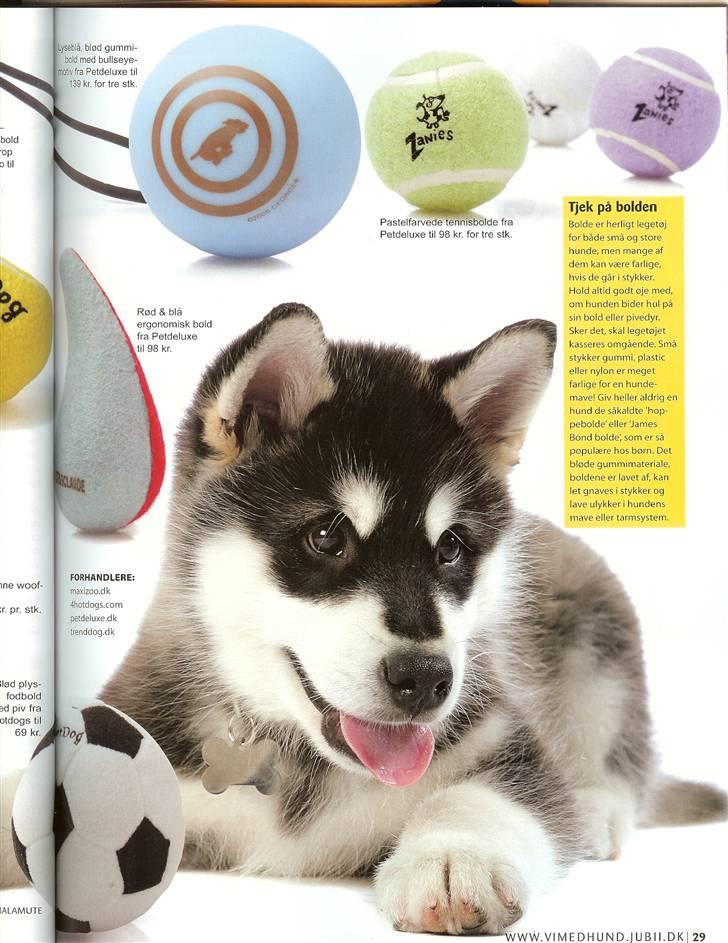 Alaskan malamute Chinuq - lidt model er man vel altid - her for livstilsmagasinet vi med hund billede 6