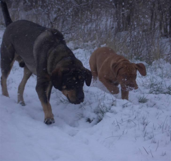 Blanding af racer Kenzo billede 13