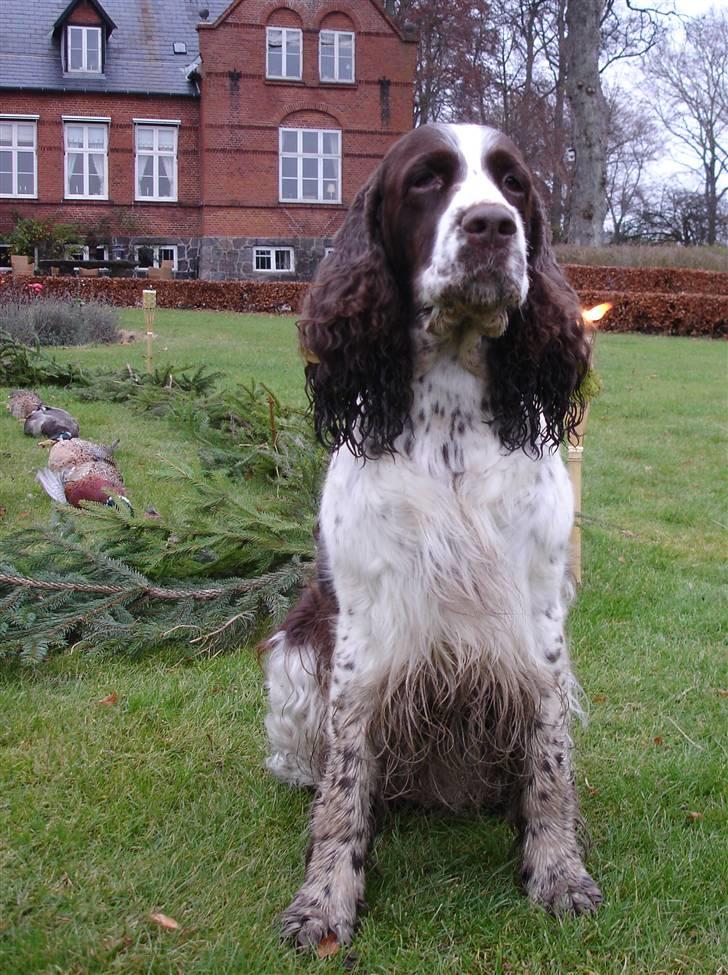 Engelsk springer spaniel Nulletullen - Efter jagt efterår 2007 billede 1