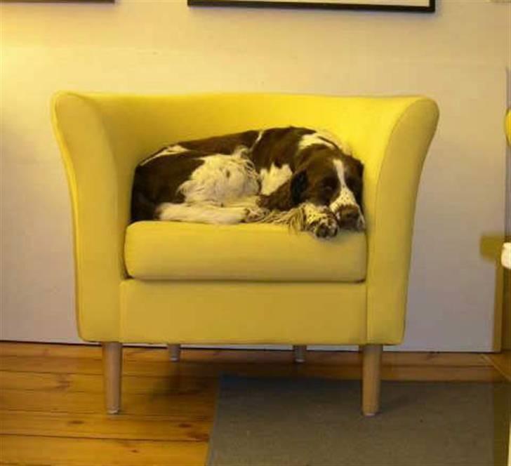 Engelsk springer spaniel Nulletullen - I sin gamle yndlingsstol billede 2