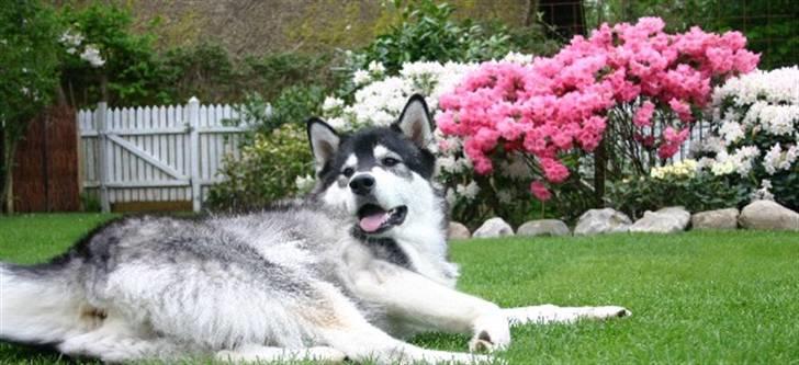 Alaskan malamute Nuna billede 9