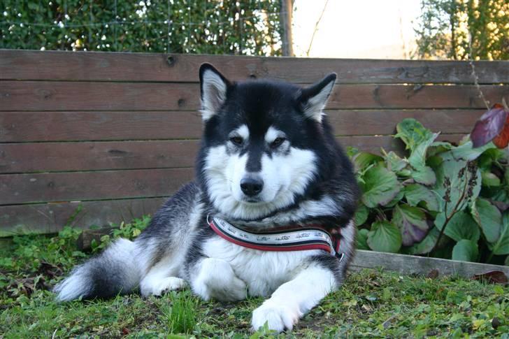 Alaskan malamute Nuna billede 10