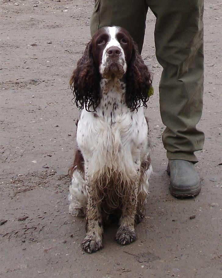 Engelsk springer spaniel Nulletullen - Det er virkelig en dejlig træt og beskidt hund man får med hjem fra en dag på jagt billede 3