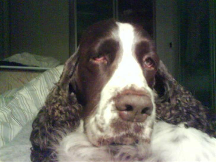 Engelsk springer spaniel Nulletullen - Et styk halvsovende vuf billede 4
