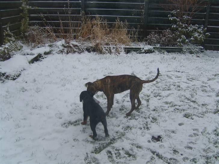 Rottweiler Coco billede 2