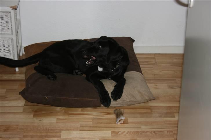 Labrador retriever Buster billede 4