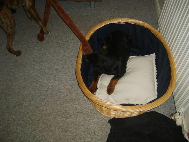 Rottweiler Coco billede 3