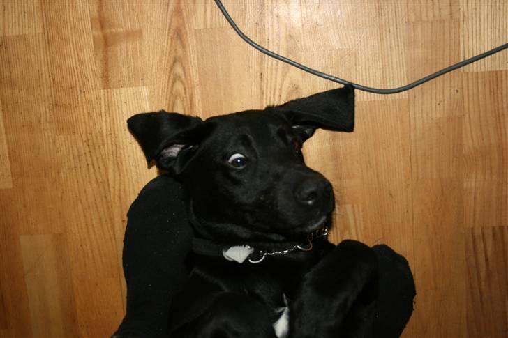 Labrador retriever Buster billede 5