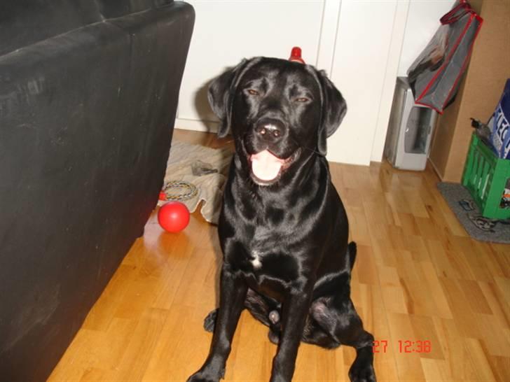 Labrador retriever Buster billede 6