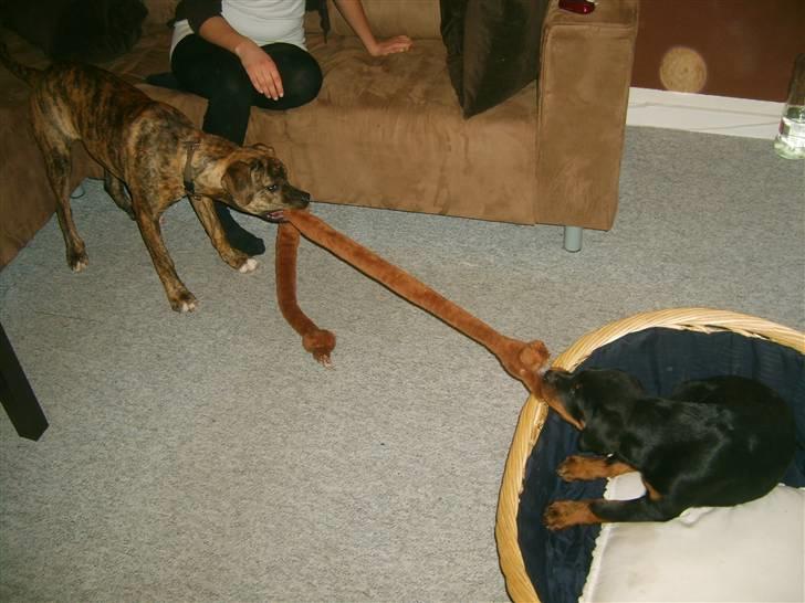 Rottweiler Coco billede 4