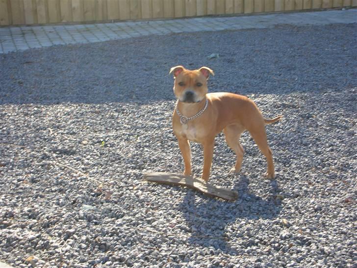 Staffordshire bull terrier Aya - Marts 08 billede 13