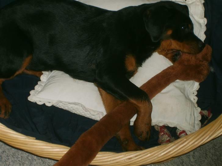 Rottweiler Coco billede 5
