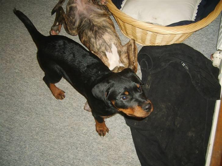 Rottweiler Coco billede 6