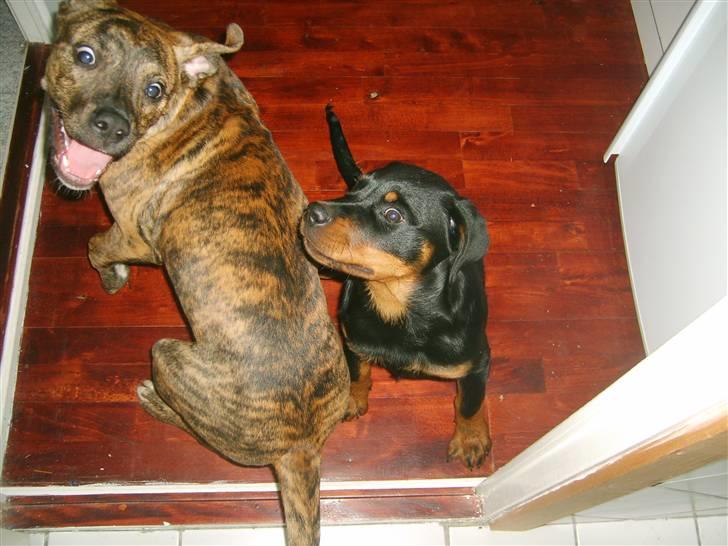 Rottweiler Coco billede 7