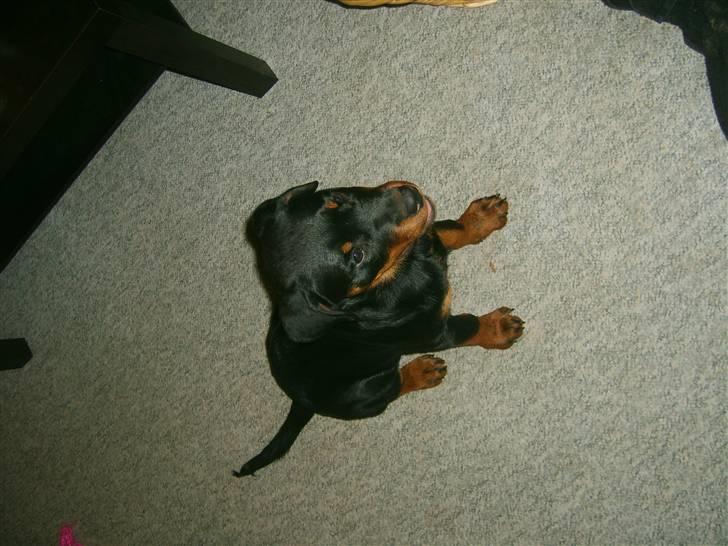 Rottweiler Coco billede 8