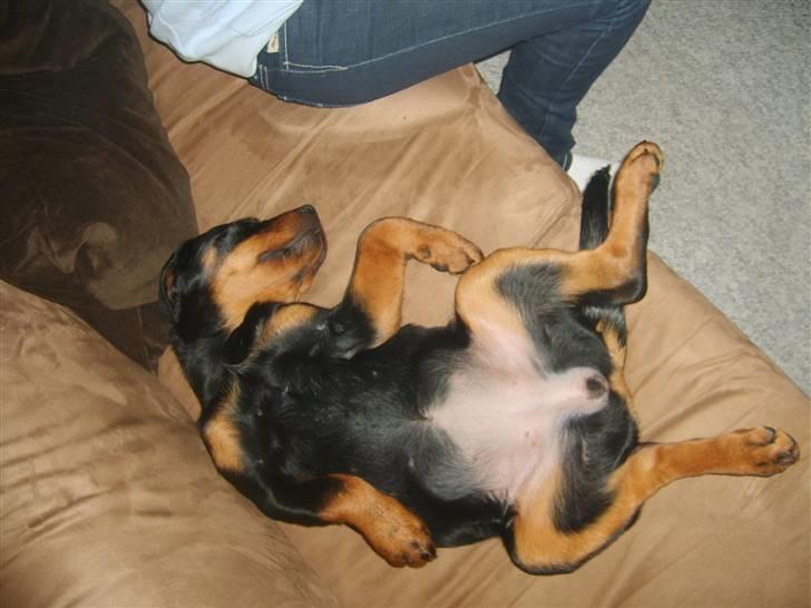 Rottweiler Coco billede 9