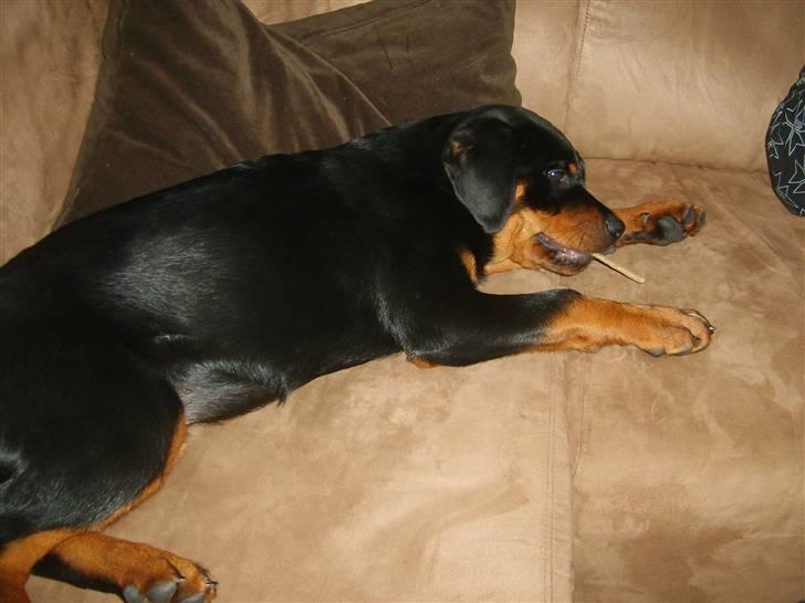 Rottweiler Coco billede 10