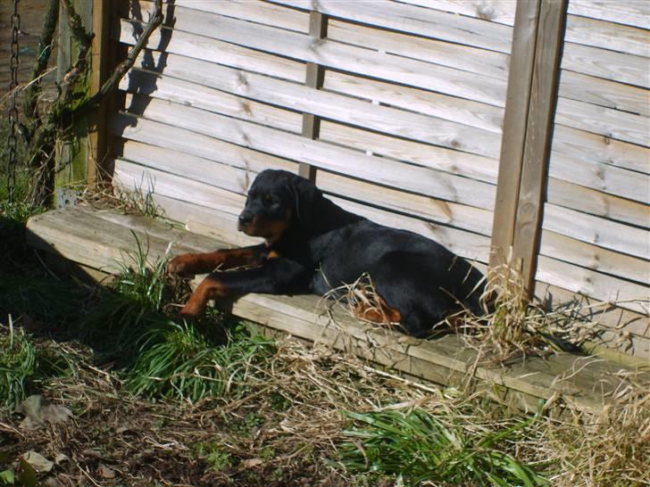 Rottweiler Coco billede 11