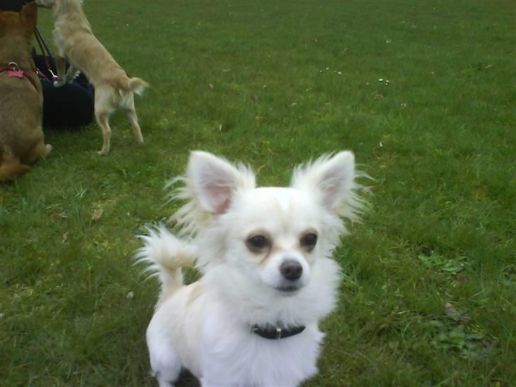 Blanding af racer Herman billede 1