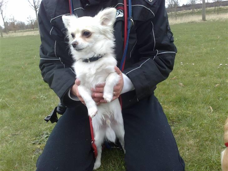 Blanding af racer Herman billede 2