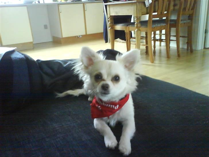 Blanding af racer Herman billede 3