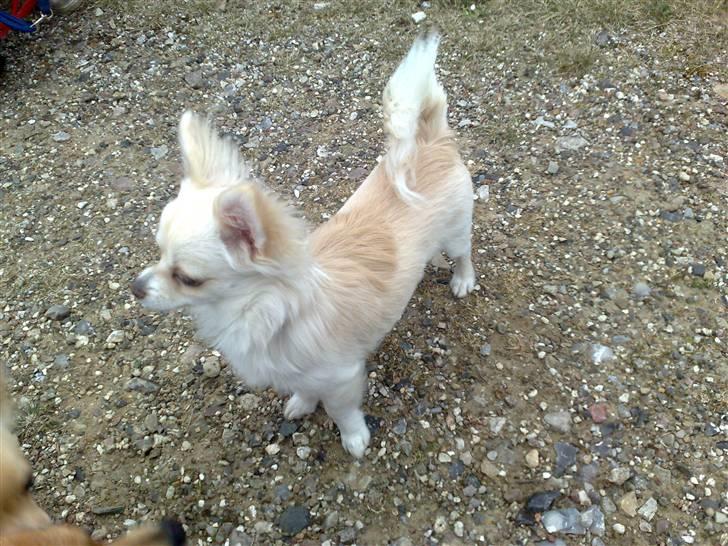 Blanding af racer Herman billede 4