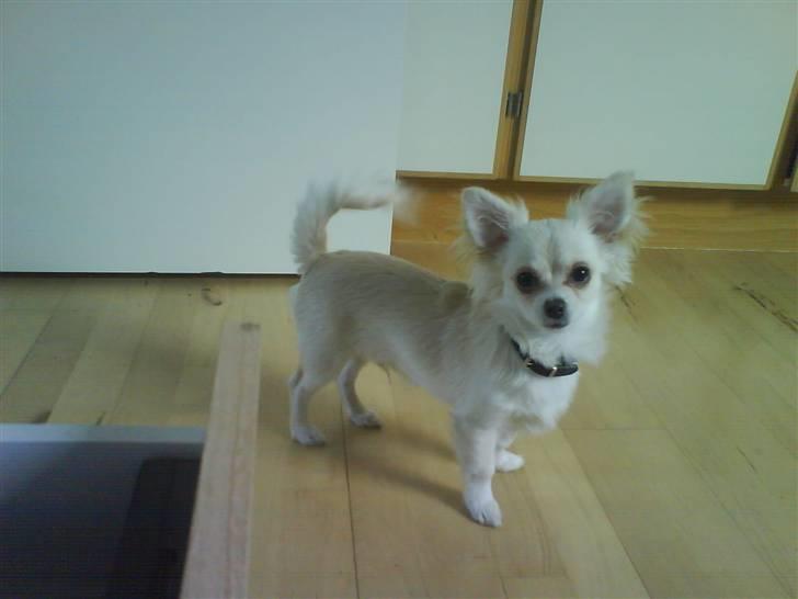 Blanding af racer Herman billede 5