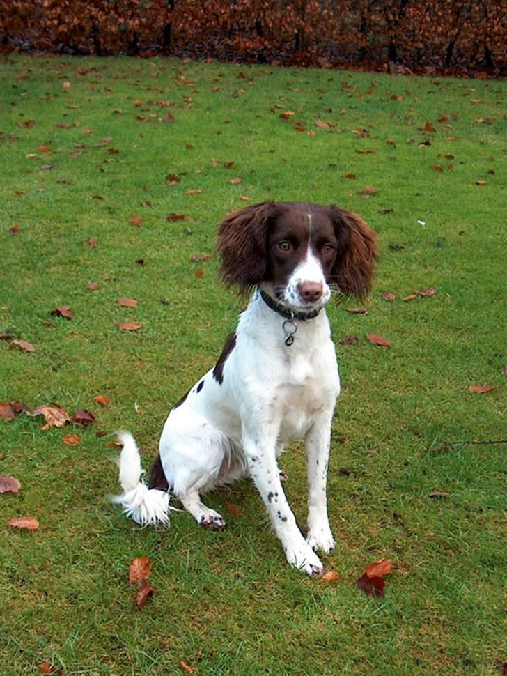 Field Trial spaniel Ziki - Hun er bare en Dejlig hund billede 1