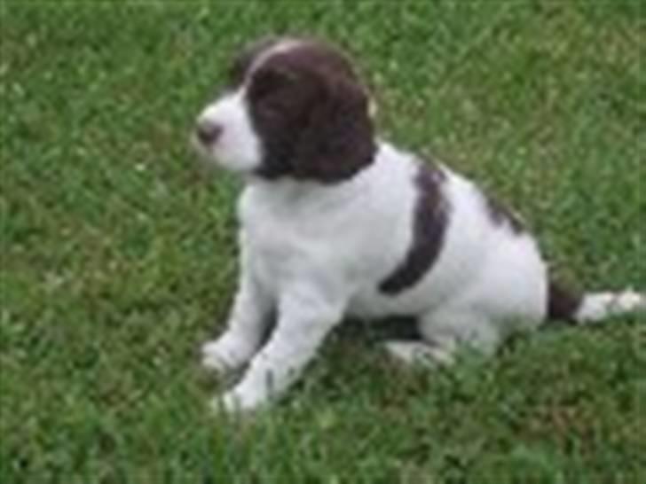 Field Trial spaniel Ziki billede 2