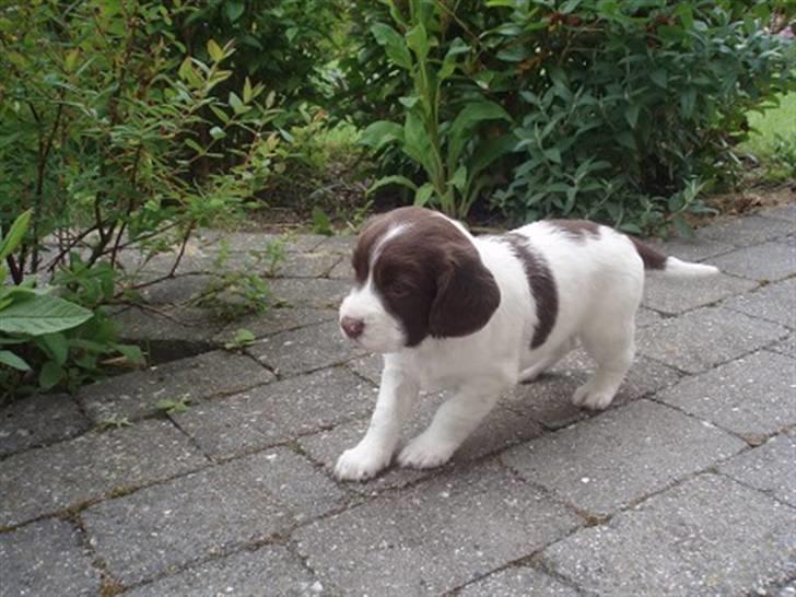 Field Trial spaniel Ziki billede 3