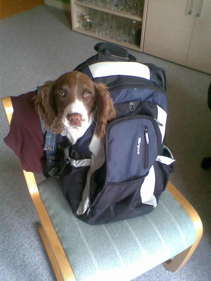 Field Trial spaniel Ziki billede 7