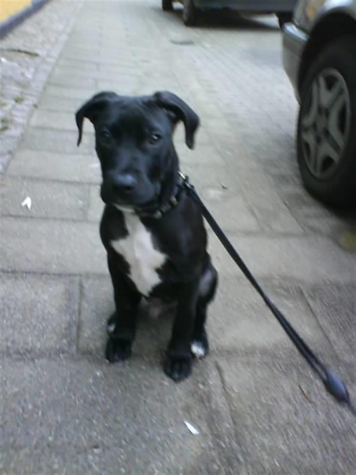 Amerikansk staffordshire terrier Demon * R.I.P.D.16.07.08* billede 2