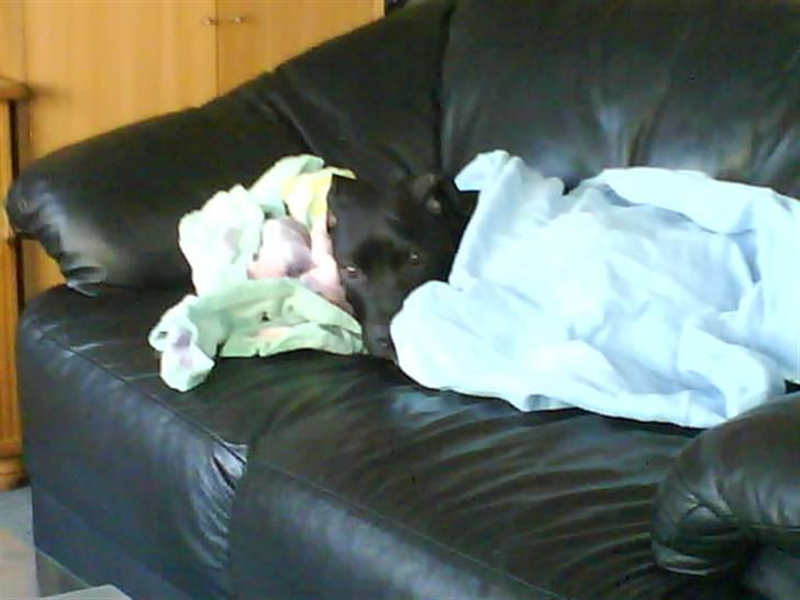 Amerikansk staffordshire terrier Demon * R.I.P.D.16.07.08* billede 3