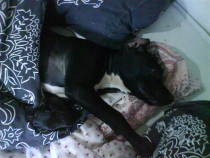 Amerikansk staffordshire terrier Demon * R.I.P.D.16.07.08* billede 4