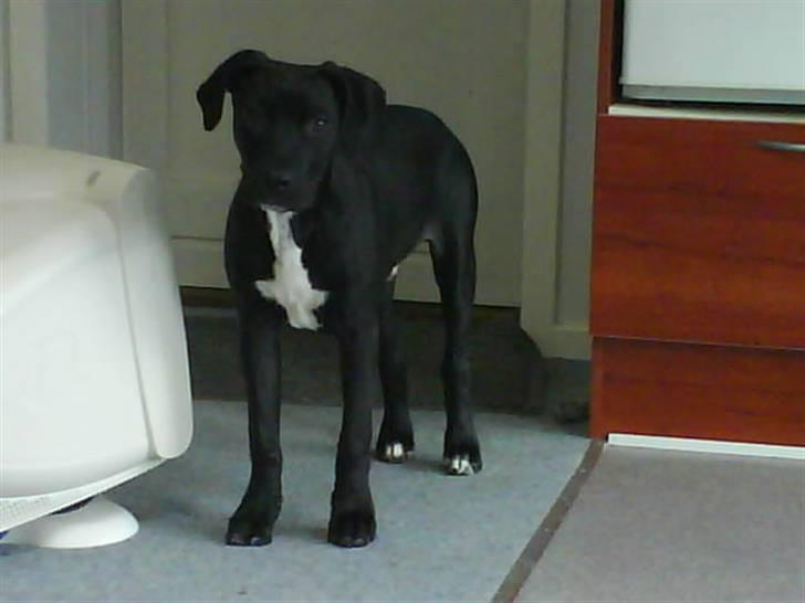 Amerikansk staffordshire terrier Demon * R.I.P.D.16.07.08* billede 5