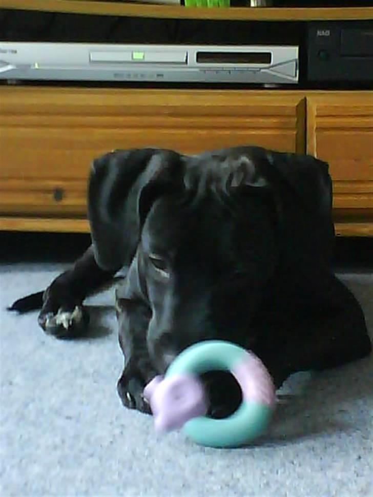 Amerikansk staffordshire terrier Demon * R.I.P.D.16.07.08* billede 6