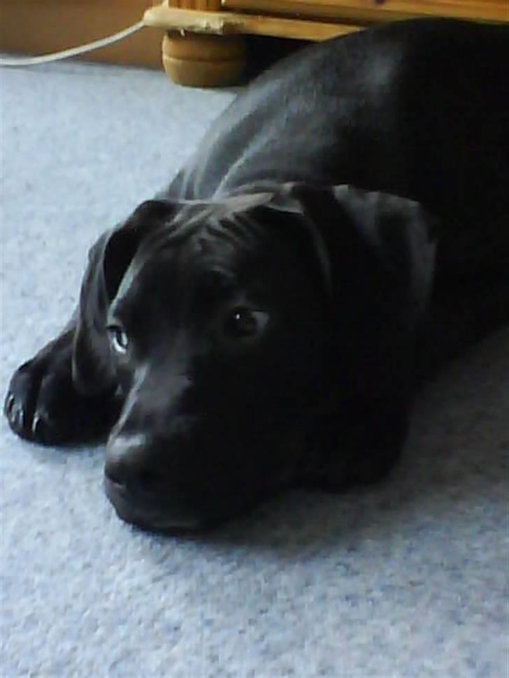 Amerikansk staffordshire terrier Demon * R.I.P.D.16.07.08* billede 7