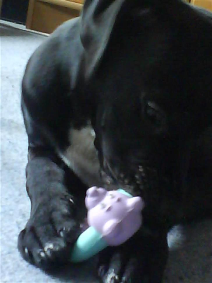 Amerikansk staffordshire terrier Demon * R.I.P.D.16.07.08* billede 8