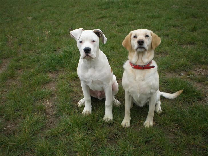 Amerikansk bulldog Winston C. billede 11