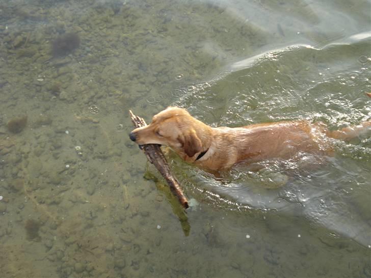 Blanding af racer Bamse billede 14