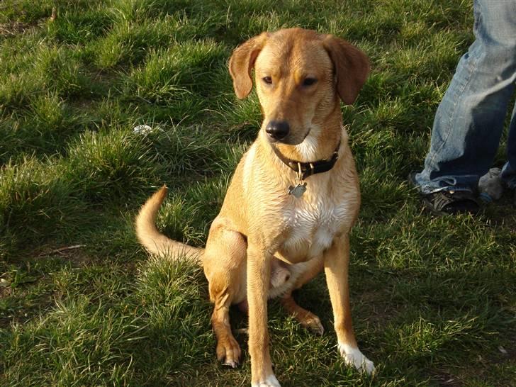 Blanding af racer Bamse billede 15