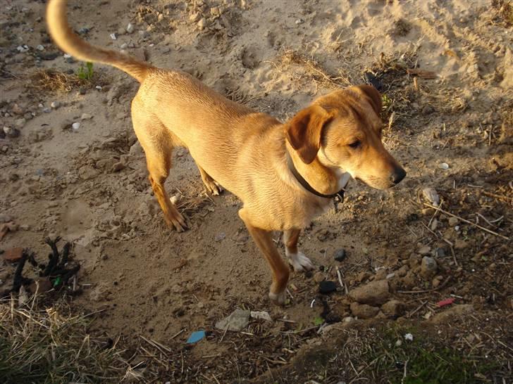 Blanding af racer Bamse billede 16