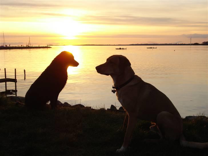 Blanding af racer Bamse billede 17