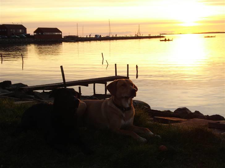 Blanding af racer Bamse billede 18